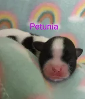 Petunia, a female Shih Tzu for sale in Cheney, WA – Photo 3 of 10