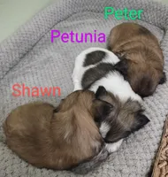 Petunia, a female Shih Tzu for sale in Cheney, WA – Photo 10 of 10