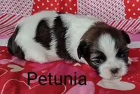 Petunia, a female Shih Tzu for sale in Cheney, WA – Photo 7 of 10