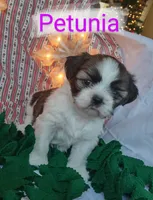 Petunia, a female Shih Tzu for sale in Cheney, WA – Photo 8 of 10