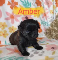 Amber, a female Shih Tzu for sale in Cheney, WA – Photo 10 of 10