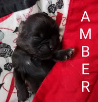 Amber, a female Shih Tzu for sale in Cheney, WA – Photo 3 of 10