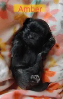 Amber, a female Shih Tzu for sale in Cheney, WA – Photo 6 of 10