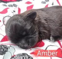 Amber, a female Shih Tzu for sale in Cheney, WA – Photo 5 of 10