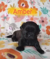 Amber, a female Shih Tzu for sale in Cheney, WA – Photo 4 of 10