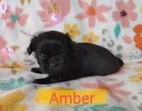 Amber, a female Shih Tzu for sale in Cheney, WA – Photo 9 of 10