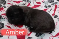 Amber, a female Shih Tzu for sale in Cheney, WA – Photo 7 of 10