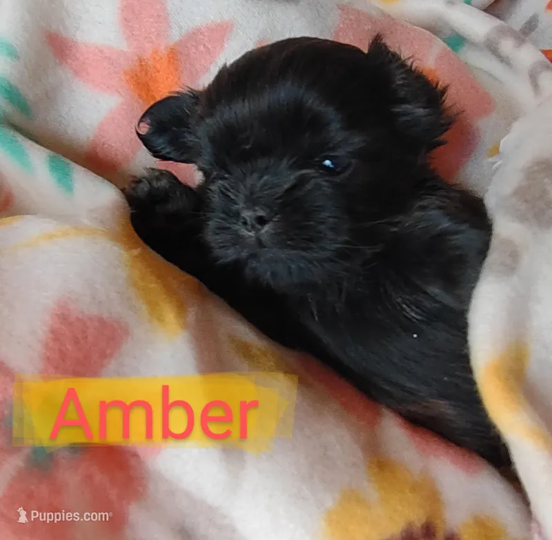 Amber, a female Shih Tzu for sale in Cheney, WA – Photo 1 of 10