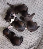 Amber, a female Shih Tzu for sale in Cheney, WA – Photo 2 of 10