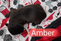 Amber, a female Shih Tzu for sale in Cheney, WA – Photo 8 of 10