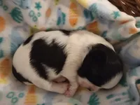 AKC Johanna, a female Shih Tzu for sale in Cheney, WA – Photo 4 of 4