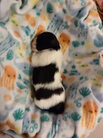 AKC Johanna, a female Shih Tzu for sale in Cheney, WA – Photo 3 of 4