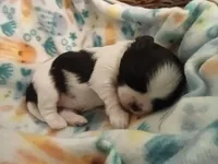 AKC Johanna, a female Shih Tzu for sale in Cheney, WA – Photo 2 of 4