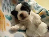 AKC Johanna, a female Shih Tzu for sale in Cheney, WA – Photo 1 of 4