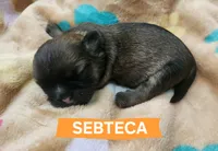 Sebteca, a male Shih Tzu for sale in Cheney, WA – 6 of 8