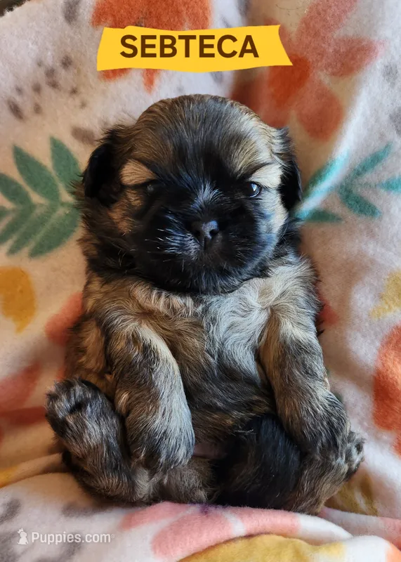 Sebteca – Shih Tzu puppy for sale in Cheney, WA