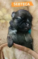 Sebteca, a male Shih Tzu for sale in Cheney, WA – 1 of 8
