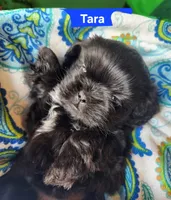 Tara, a female Shih Tzu for sale in Cheney, WA – Photo 2 of 10