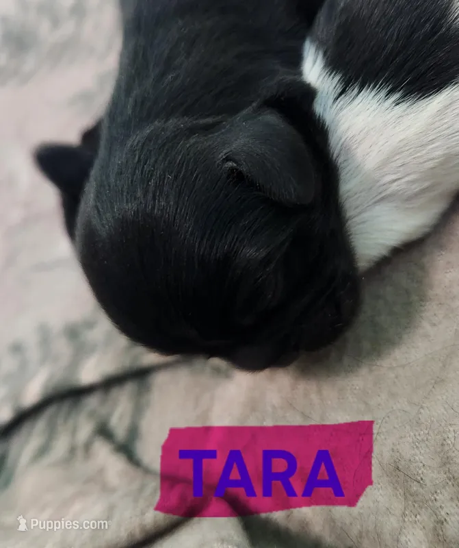 Tara