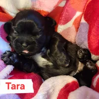 Tara, a female Shih Tzu for sale in Cheney, WA – Photo 7 of 10