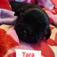 Tara, a female Shih Tzu for sale in Cheney, WA – Photo 6 of 10