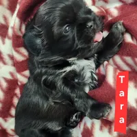 Tara, a female Shih Tzu for sale in Cheney, WA – Photo 4 of 10