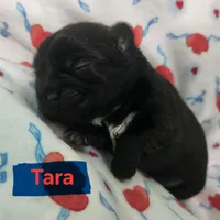 Tara, a female Shih Tzu for sale in Cheney, WA – Photo 5 of 10