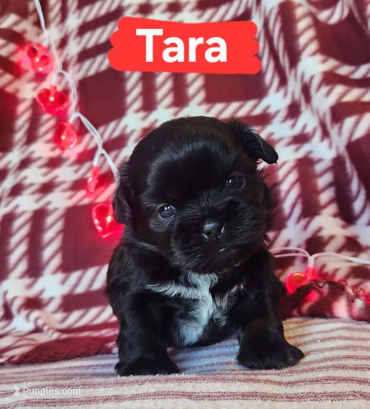 Tara