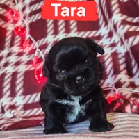 Tara, a female Shih Tzu for sale in Cheney, WA – Photo 3 of 10