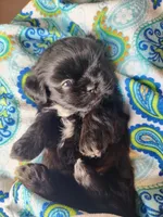 Tara, a female Shih Tzu for sale in Cheney, WA – Photo 10 of 10
