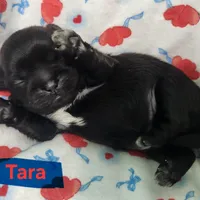 Tara, a female Shih Tzu for sale in Cheney, WA – Photo 8 of 10