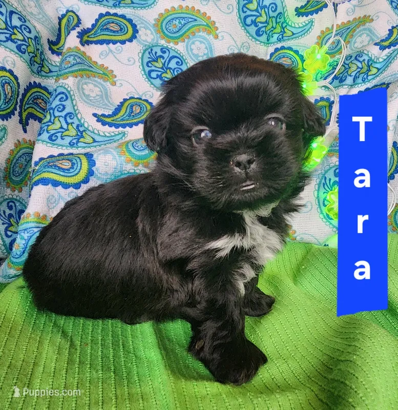 Tara – Shih Tzu puppy for sale in Cheney, WA