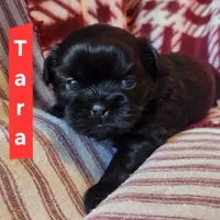 Tara, a female Shih Tzu for sale in Cheney, WA – Photo 9 of 10