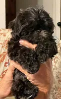 Lilly, a female Shih Tzu for sale in Cheney, WA – 5 of 5