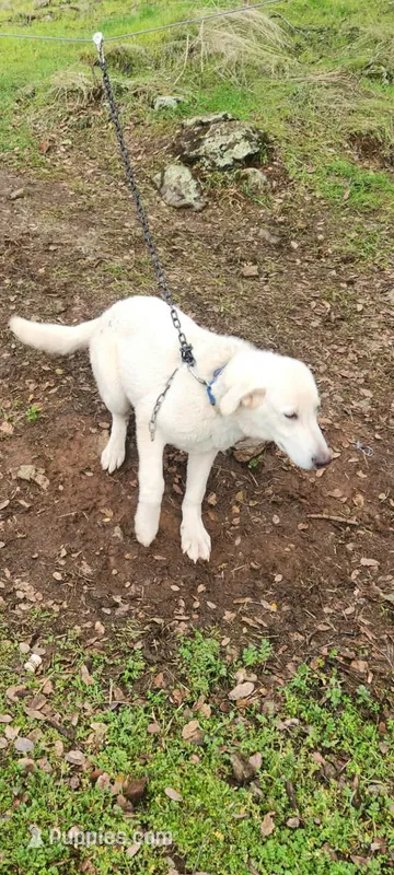 Calif Rescue me – German Shepherd Dog, Great Pyrenees puppy for sale in Oroville, CA