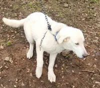 Calif Rescue me, a male German Shepherd Dog and Great Pyrenees for sale in Oroville, CA – Photo 2 of 2