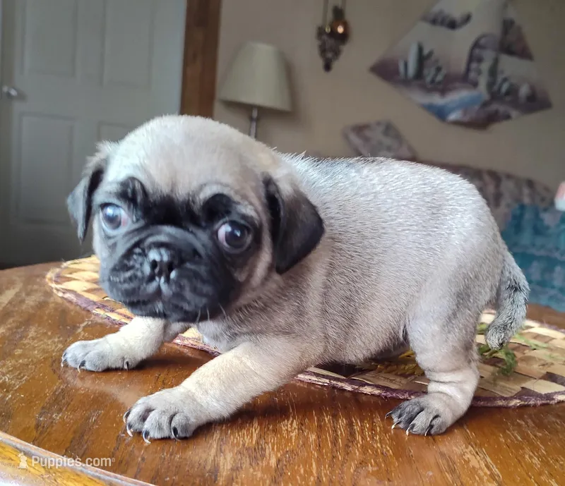 Punky Pug, a female Pug for sale in Oroville, CA – Photo 1 of 3
