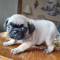 Calif Punky Pug, a female Pug for sale in Oroville, CA – Photo 1 of 3