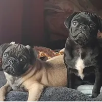 Calif Punky Pug, a female Pug for sale in Oroville, CA – Photo 3 of 3