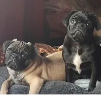 Punky Pug, a female Pug for sale in Oroville, CA – Photo 3 of 3