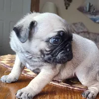 Calif Punky Pug, a female Pug for sale in Oroville, CA – Photo 2 of 3