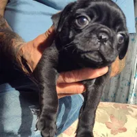 Sold, a male Pug for sale in Oroville, CA – Photo 2 of 2