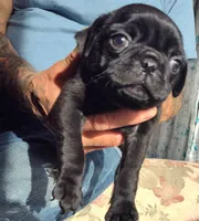 Black Jack , a male Pug for sale in Oroville, CA – Photo 2 of 2