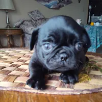 Sold, a male Pug for sale in Oroville, CA – Photo 1 of 2