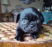 Black Jack , a male Pug for sale in Oroville, CA – Photo 1 of 2