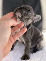 Scooter , a male French Bulldog for sale in Utica, NY – 4 of 7