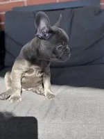 Gigi, a female French Bulldog for sale in Utica, NY – 8 of 10