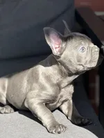 Gigi, a female French Bulldog for sale in Utica, NY – 6 of 10