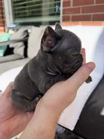 Scooter , a male French Bulldog for sale in Utica, NY – 3 of 7