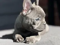 Gigi, a female French Bulldog for sale in Utica, NY – 3 of 10